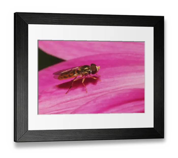 Framed Print : Toxomerus Hover Fly or Flower Fly, Toxomerus spp. Toxomerus Hover Fly or Flower Fly Framed Print : Toxomerus Hover Fly or Flower Fly, Toxomerus spp. Toxomerus Hover Fly or Flower Fly