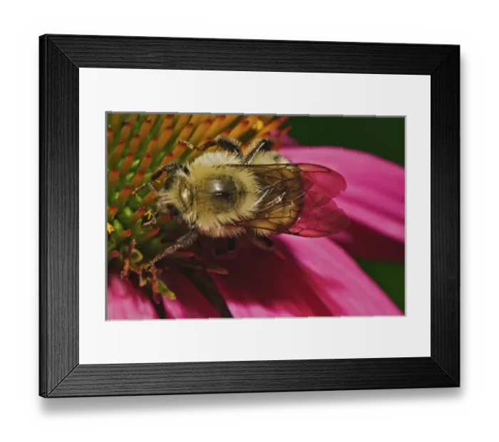 Framed Print : American Bumble Bee, Bombus pennsylvanicus, on coneflower Framed Print : American Bumble Bee, Bombus pennsylvanicus, on coneflower