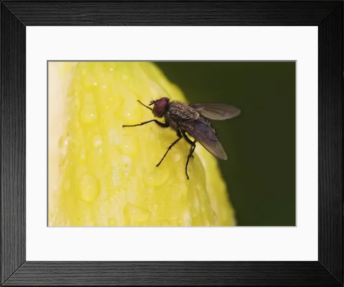 Framed Print : Tachinid Fly Tachinidae spp Tachinid FlyTachinidae spp