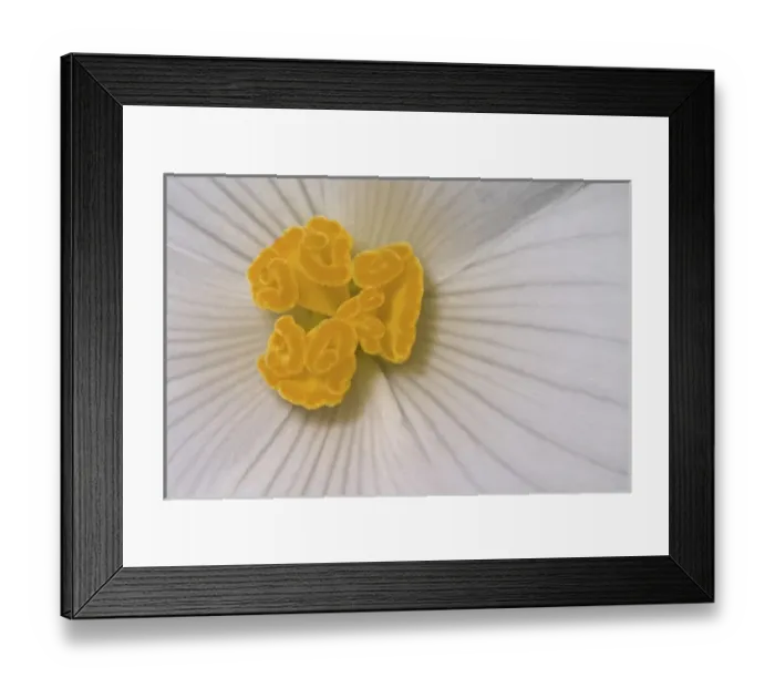 Framed Print : Begonia Flower, Begonia spp Framed Print : Begonia Flower, Begonia spp