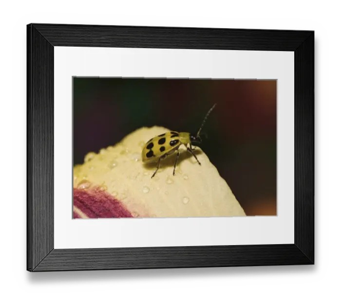 Framed Print : Spotted Cucumber Beetle on hybrid daylily Crinoceris duodecimpunctata Framed Print : Spotted Cucumber Beetle on hybrid daylily Crinoceris duodecimpunctata