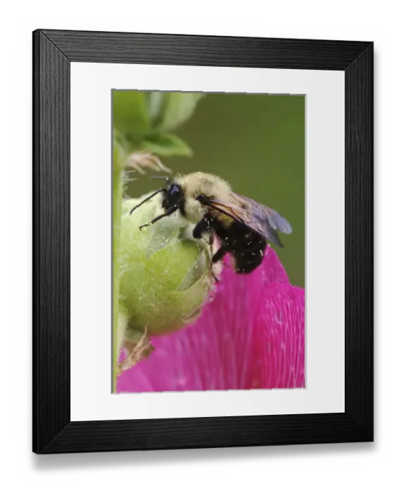 Framed Print : Mining Bee Andrena spp. Mining BeeAndrena spp Framed Print : Mining Bee Andrena spp. Mining BeeAndrena spp