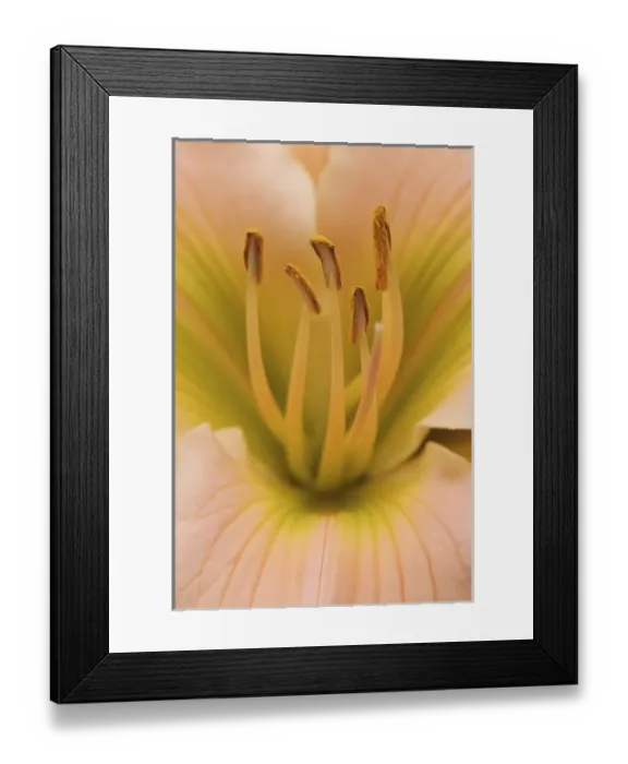 Framed Print : Hybrid Daylily, Hemerocallis spp