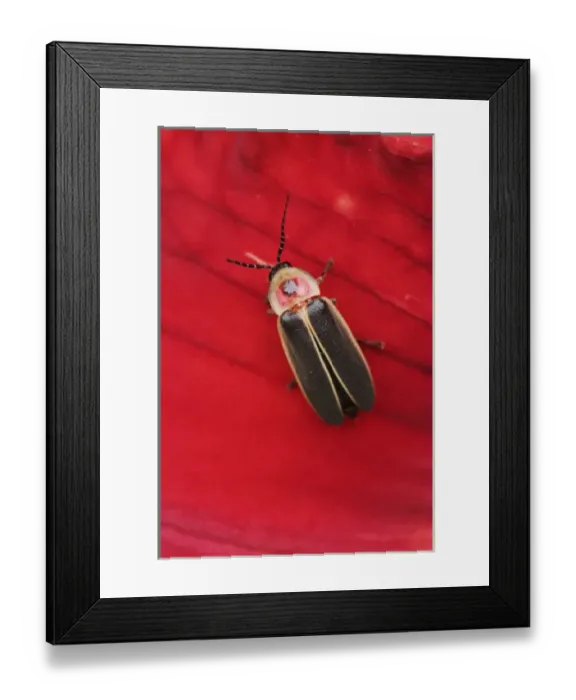 Framed Print : Pyralis Firefly, Photinus pyralis Framed Print : Pyralis Firefly, Photinus pyralis