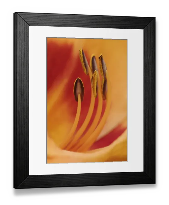 Framed Print : Hybrid Daylily, Hemerocallis spp Framed Print : Hybrid Daylily, Hemerocallis spp