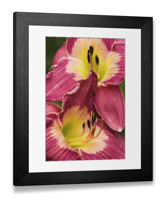 Framed Print : Hybrid Daylily, Hemerocallis spp