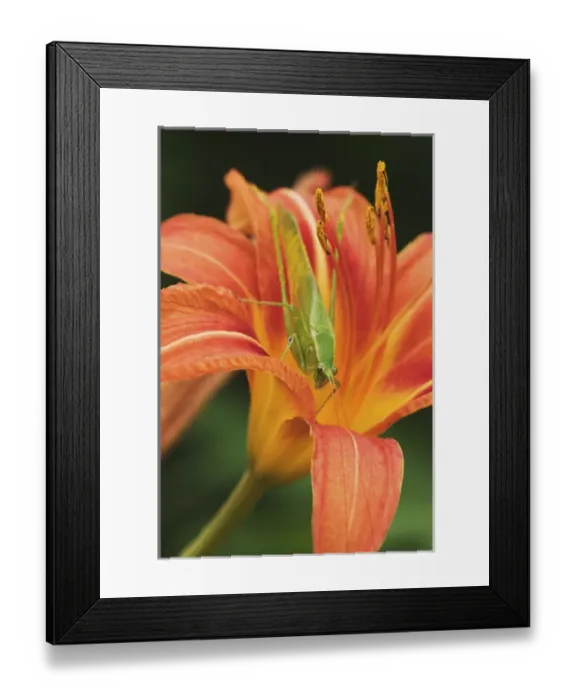 Framed Print : Fork-tailed Bush Katydid on hybrid daylily, Scudderia furcata Fork-tailed Framed Print : Fork-tailed Bush Katydid on hybrid daylily, Scudderia furcata Fork-tailed