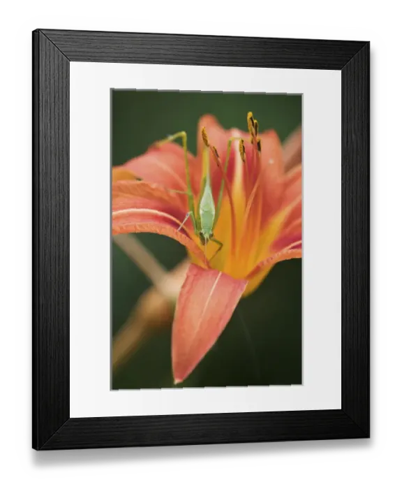 Framed Print : Fork-tailed Bush Katydid on hybrid daylily, Scudderia furcata Fork-tailed Framed Print : Fork-tailed Bush Katydid on hybrid daylily, Scudderia furcata Fork-tailed
