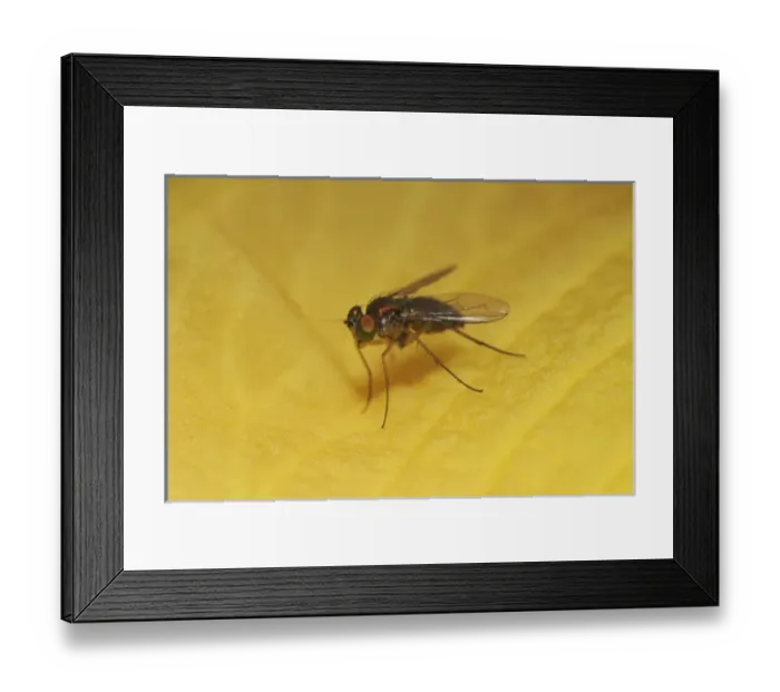 Framed Print : Long-legged Fly, Dolichopus