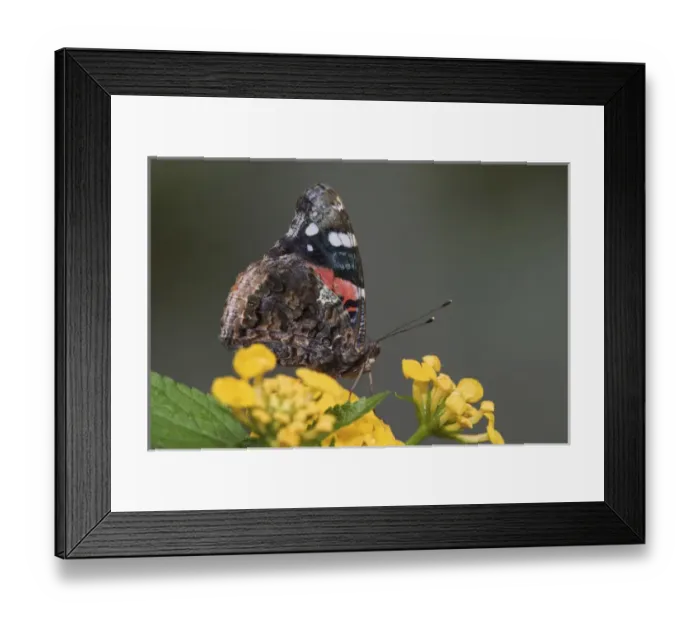 Framed Print : Red Admiral, Vanessa atalanta Framed Print : Red Admiral, Vanessa atalanta