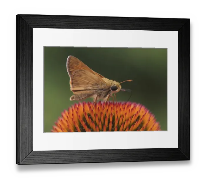 Framed Print : Bunchgrass Skipper, Problema byssus Bunchgrass Skipper, Problema byssus Framed Print : Bunchgrass Skipper, Problema byssus Bunchgrass Skipper, Problema byssus
