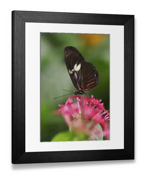 Framed Print : Small Postman butterfly, heliconius erato Framed Print : Small Postman butterfly, heliconius erato