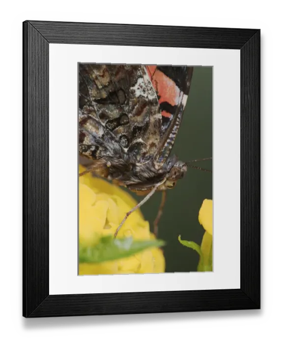 Framed Print : Red Admiral, Vanessa atalanta Framed Print : Red Admiral, Vanessa atalanta