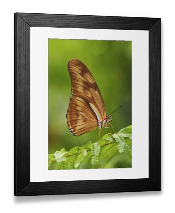 Framed Print : Julia butterfly, Dryas julia Framed Print : Julia butterfly, Dryas julia