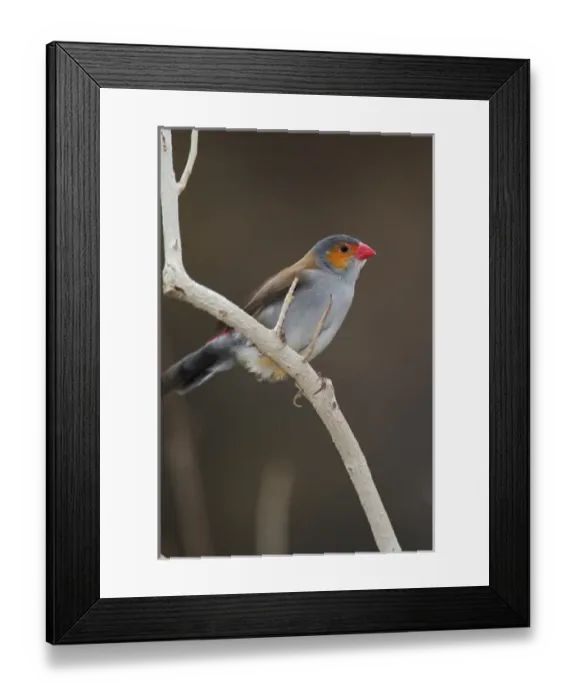 Framed Print : Orange cheeked Waxbill (Estrilda melpoda) Orange cheeked Waxbill(Estrilda melpoda) Framed Print : Orange cheeked Waxbill (Estrilda melpoda) Orange cheeked Waxbill(Estrilda melpoda)