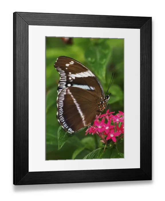 Framed Print : Hypolimnas spp. Native to Africa Hypolimnas spp. Native to Africa Framed Print : Hypolimnas spp. Native to Africa Hypolimnas spp. Native to Africa