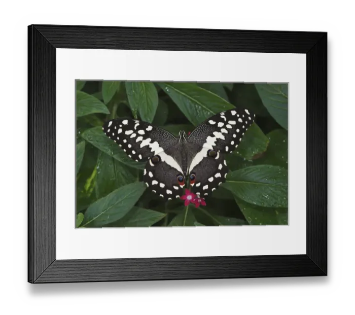 Framed Print : Citrus swallowtail butterfly Papilio demodocus Native to South Africa Framed Print : Citrus swallowtail butterfly Papilio demodocus Native to South Africa