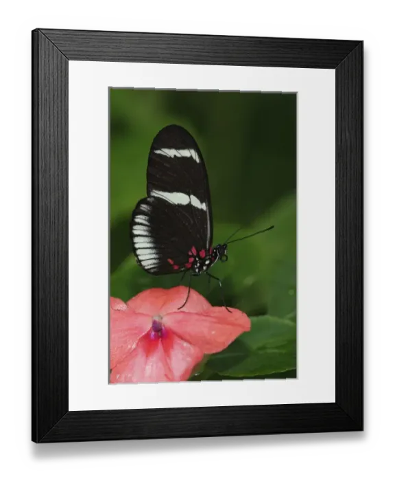 Framed Print : Small Postman butterfly, Heliconius erato Small Postman butterfly, Heliconius Framed Print : Small Postman butterfly, Heliconius erato Small Postman butterfly, Heliconius