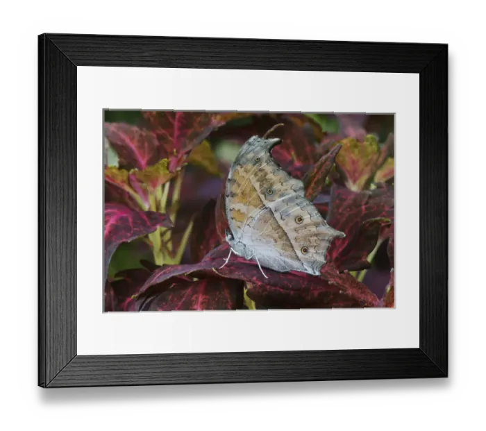 Framed Print : Salamis parhassus Central Africa Salamis parhassusCentral Africa Framed Print : Salamis parhassus Central Africa Salamis parhassusCentral Africa