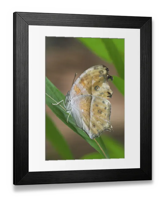 Framed Print : Salamis parhassus Central Africa Salamis parhassusCentral Africa Framed Print : Salamis parhassus Central Africa Salamis parhassusCentral Africa