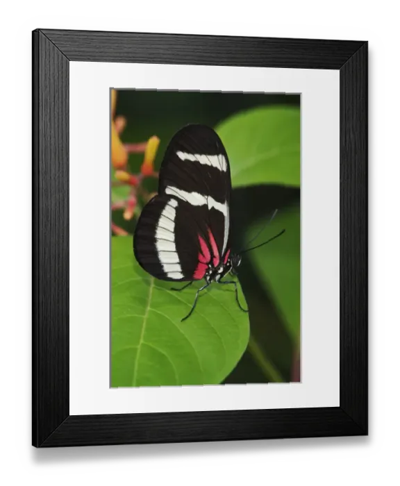 Framed Print : Small Postman butterfly, Heliconius erato Small Postman butterfly, Heliconius Framed Print : Small Postman butterfly, Heliconius erato Small Postman butterfly, Heliconius