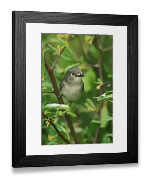 Framed Print : White-eyed Vireo, Vireo olivaceus Framed Print : White-eyed Vireo, Vireo olivaceus