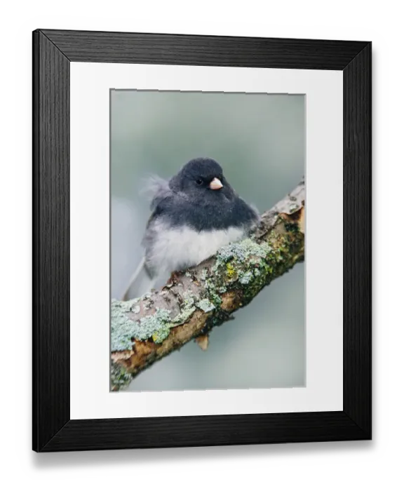Framed Print : Dark-eyed Junco, Junco hyemalis Dark-eyed Junco, Junco hyemalis