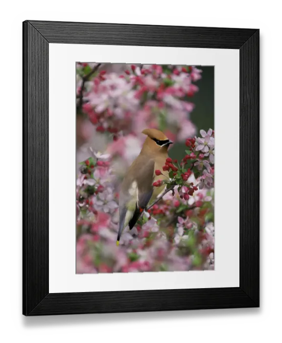Framed Print : Cedar Waxwing among crabapple blossoms, Bombycilla cedrorum