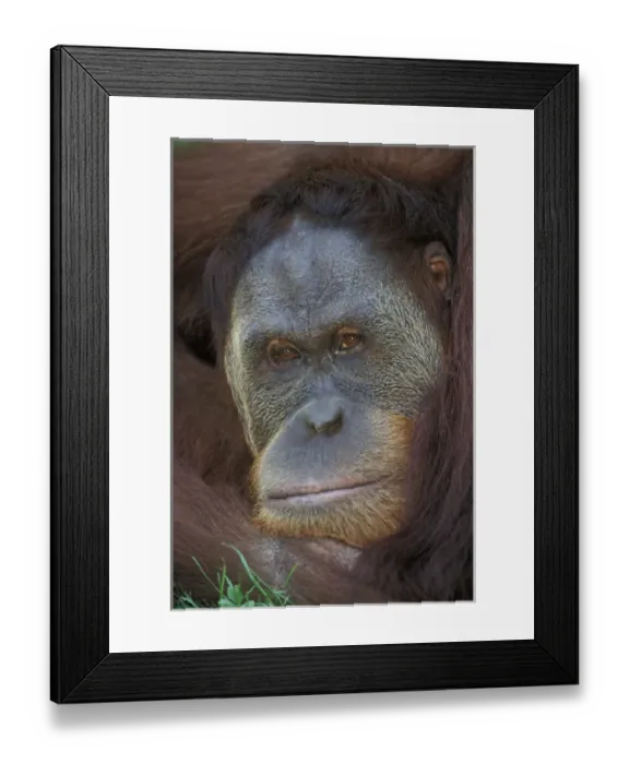 Framed Print : Sumatran Orangutan, Pongo pygmaeus Framed Print : Sumatran Orangutan, Pongo pygmaeus