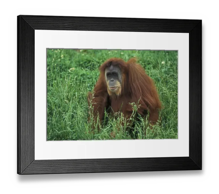 Framed Print : Sumatran Orangutan, Pongo pygmaeus Framed Print : Sumatran Orangutan, Pongo pygmaeus