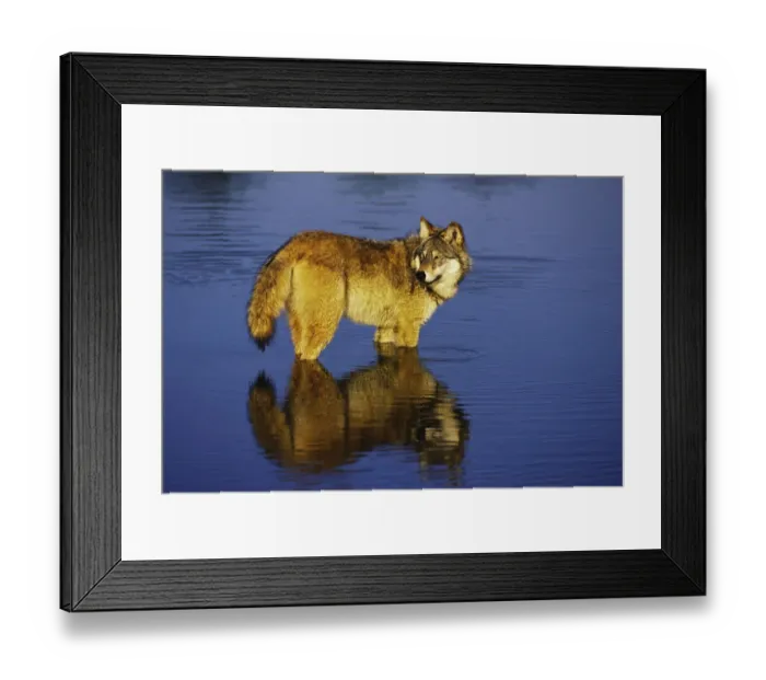 Framed Print : Gray Wolf or Timber Wolf, Canis lupis Framed Print : Gray Wolf or Timber Wolf, Canis lupis