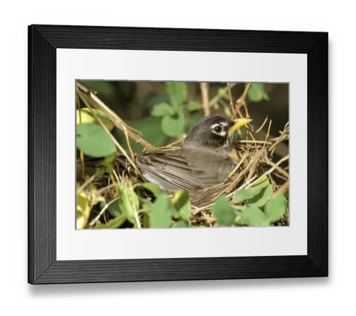 Framed Print : Female American Robin on nest, (Turdus Migratorius) Framed Print : Female American Robin on nest, (Turdus Migratorius)