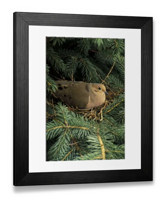 Framed Print : Mourning Dove on nest Framed Print : Mourning Dove on nest