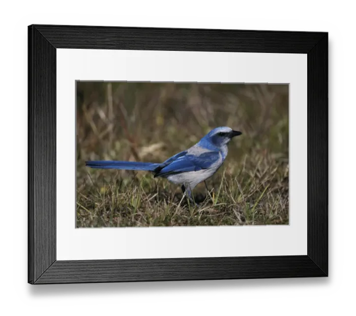 Framed Print : Florida. Scrub Jay (Aphelocoma coerulescens) Framed Print : Florida. Scrub Jay (Aphelocoma coerulescens)
