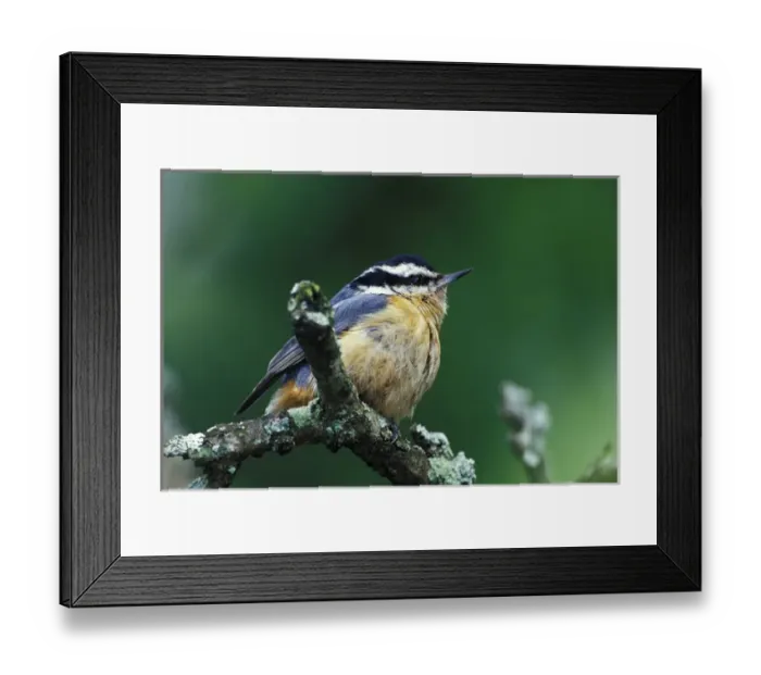Framed Print : Red-breasted Nuthatch (Sitta canadensis)