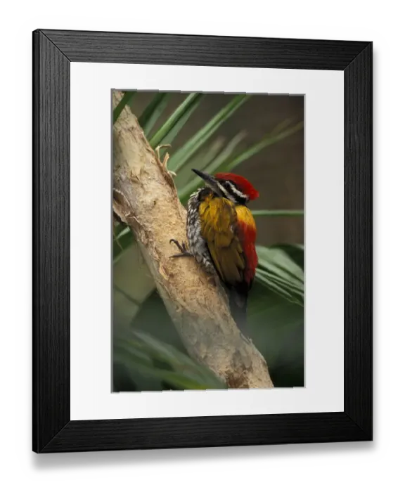 Framed Print : Golden-backed Woodpecker (Dinopium javanese), found in Malaysia, Java, and Borneo