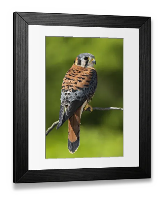 Framed Print : Male American Kestrel, Falco sparverius Framed Print : Male American Kestrel, Falco sparverius