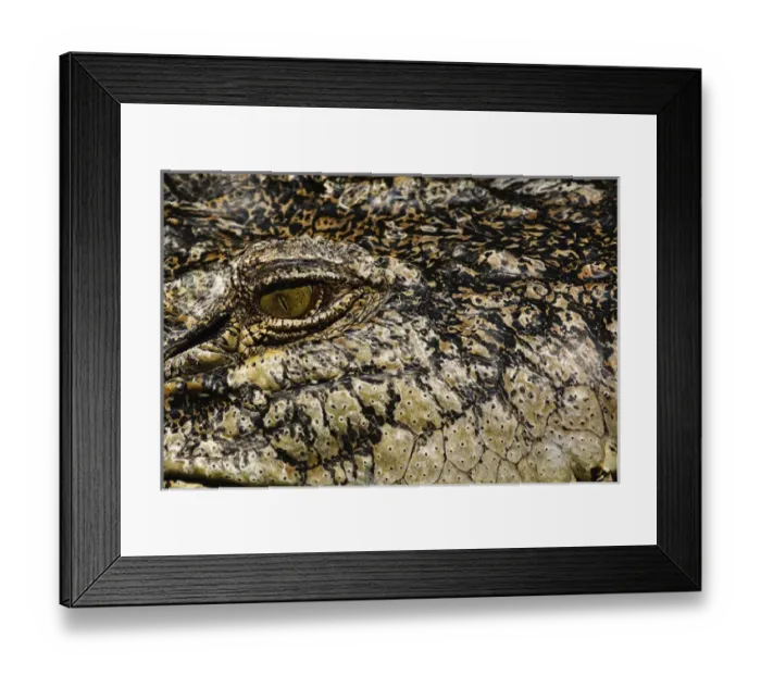 Framed Print : Close-up of Crocodile eye