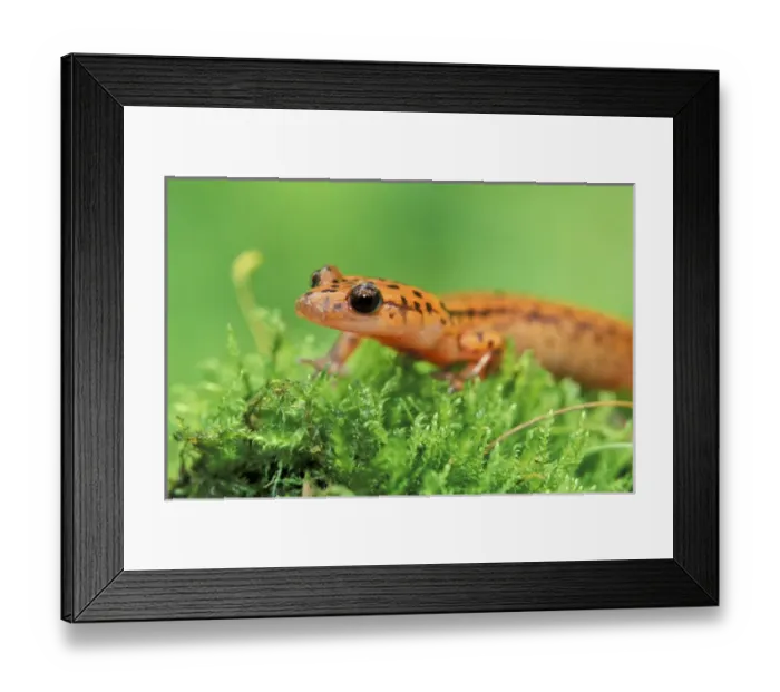 Framed Print : Cave Salamander (Eurycea lucifuga) Framed Print : Cave Salamander (Eurycea lucifuga)