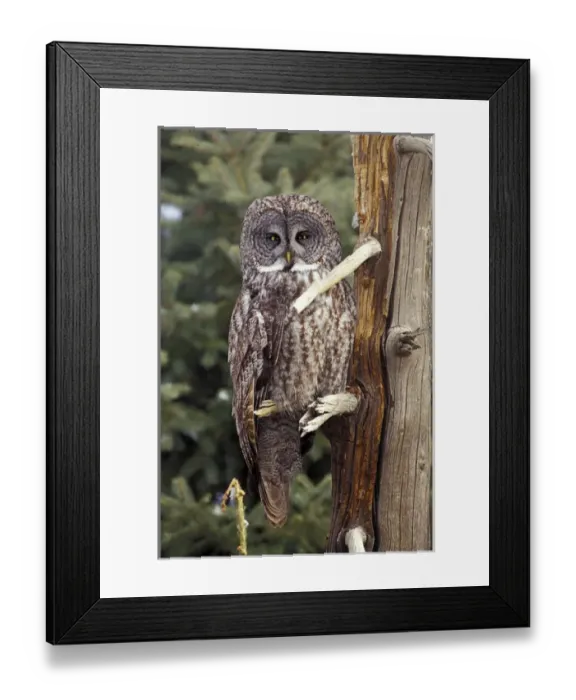 Framed Print : Great Gray Owl (Strix nebulosa) Framed Print : Great Gray Owl (Strix nebulosa)