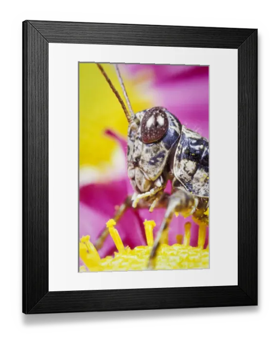 Framed Print : Spur-throated Grasshopper portrait (Melanoplus ponderosus) Framed Print : Spur-throated Grasshopper portrait (Melanoplus ponderosus)