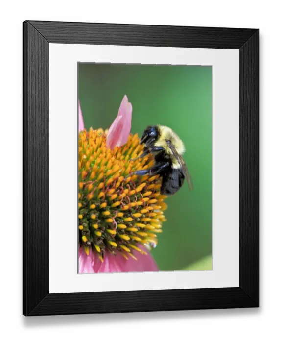 Framed Print : Mining Bee on cone flower (Andrena spp. ) Framed Print : Mining Bee on cone flower (Andrena spp. )