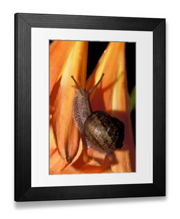 Framed Print : Common garden snail (Helix aspera) on Kaffir Lily flower (Clivia miniata) Framed Print : Common garden snail (Helix aspera) on Kaffir Lily flower (Clivia miniata)