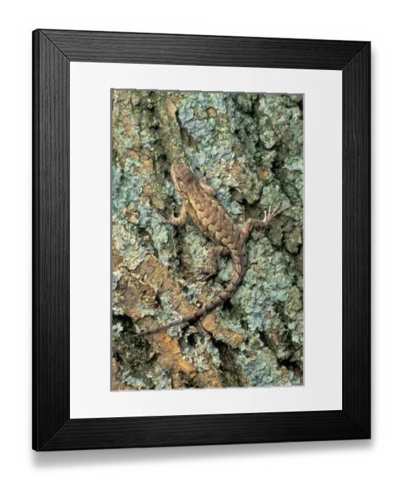 Framed Print : Fence Lizard on tree Framed Print : Fence Lizard on tree