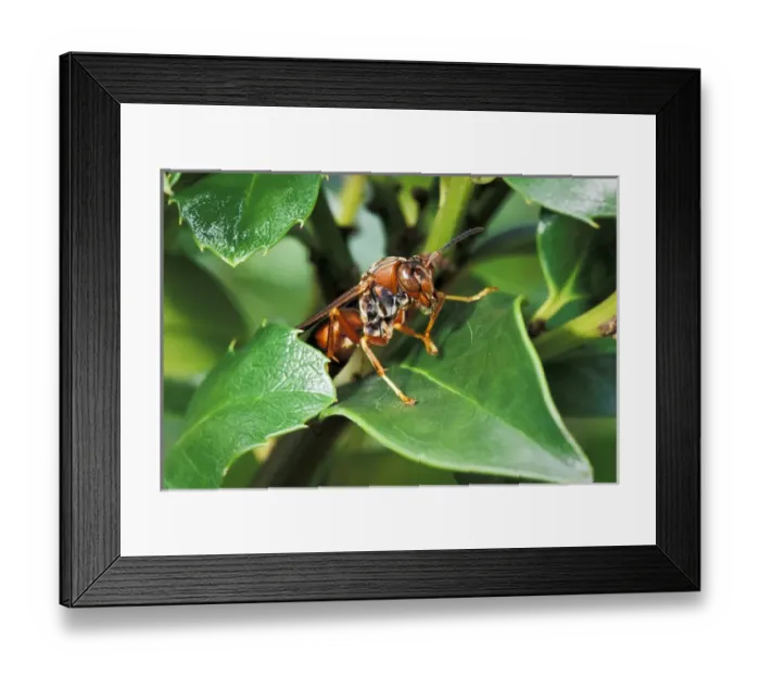 Framed Print : Paper wasp expelling water after heavy rain (Polistes sp) Framed Print : Paper wasp expelling water after heavy rain (Polistes sp)