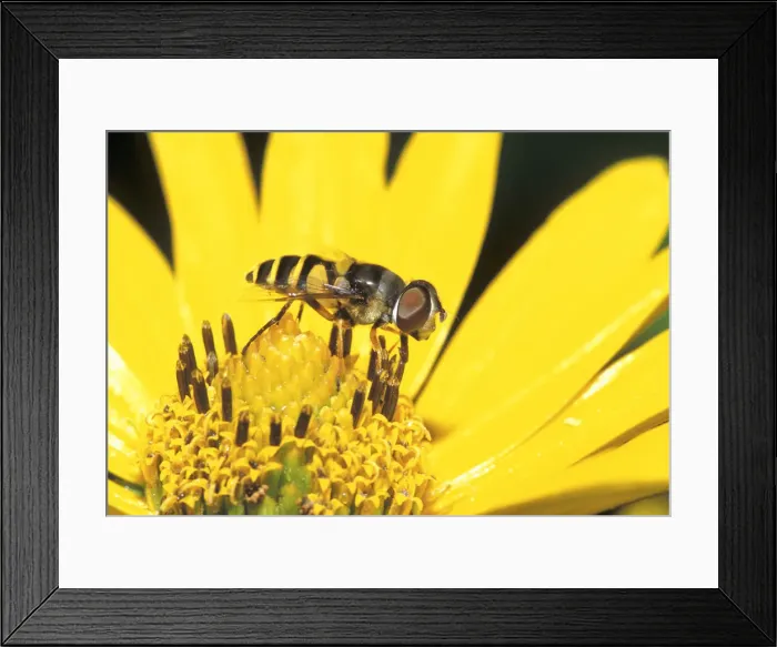 Framed Print : Tosomerus Hover Fly (Toxomerus sp)