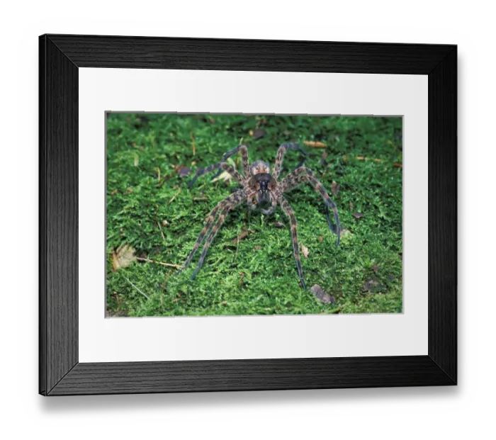 Framed Print : Thin-legged Wolf Spider (Pardosa sp) Framed Print : Thin-legged Wolf Spider (Pardosa sp)