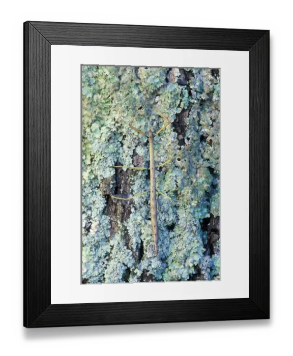 Framed Print : Walking stick on lichen-covered tree Framed Print : Walking stick on lichen-covered tree