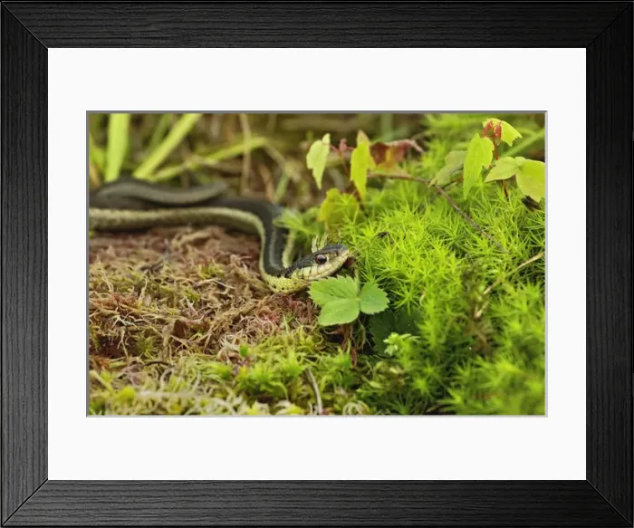 Framed Print : Garter Snake, Thamnophis elegans terrestris Framed Print : Garter Snake, Thamnophis elegans terrestris