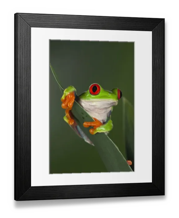 Framed Print : Red eyed tree frog, Agalychnis callidryas Framed Print : Red eyed tree frog, Agalychnis callidryas